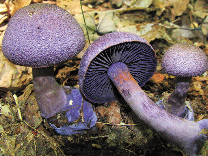     Паутинник фиолетовый. / ru.wikipedia.org