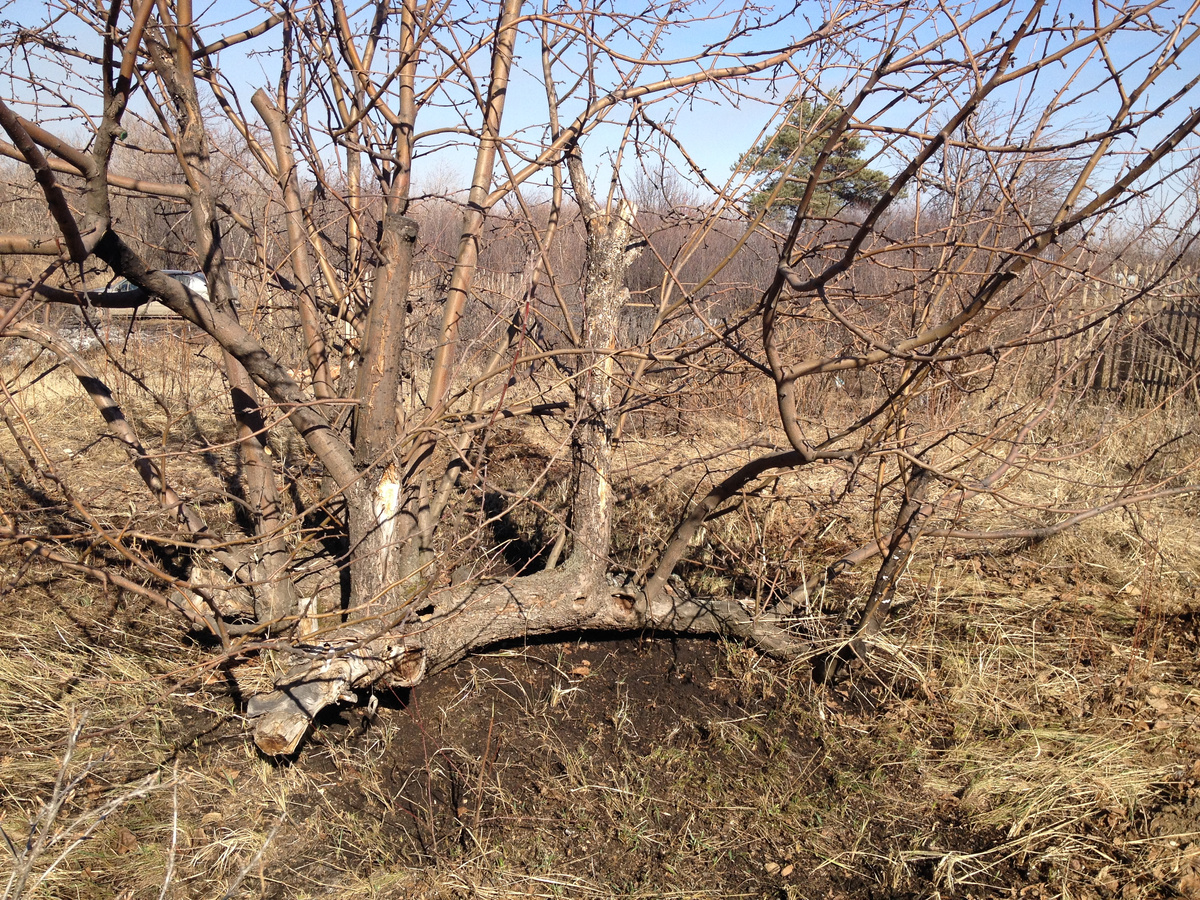 Яблоня после обрезки