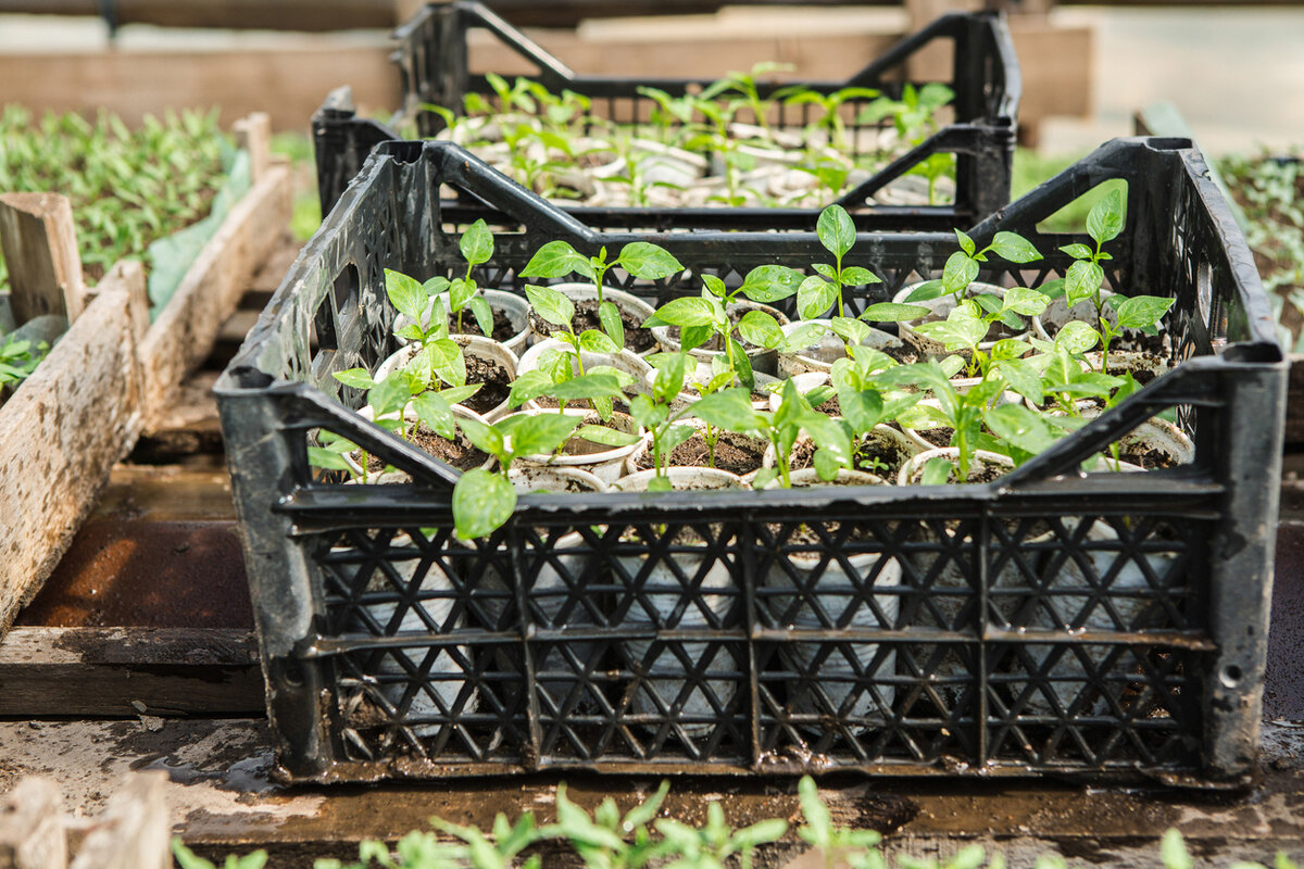    Способов использования пластмассовых ящиков в дачном хозяйстве не счесть — от очевидных до креативных