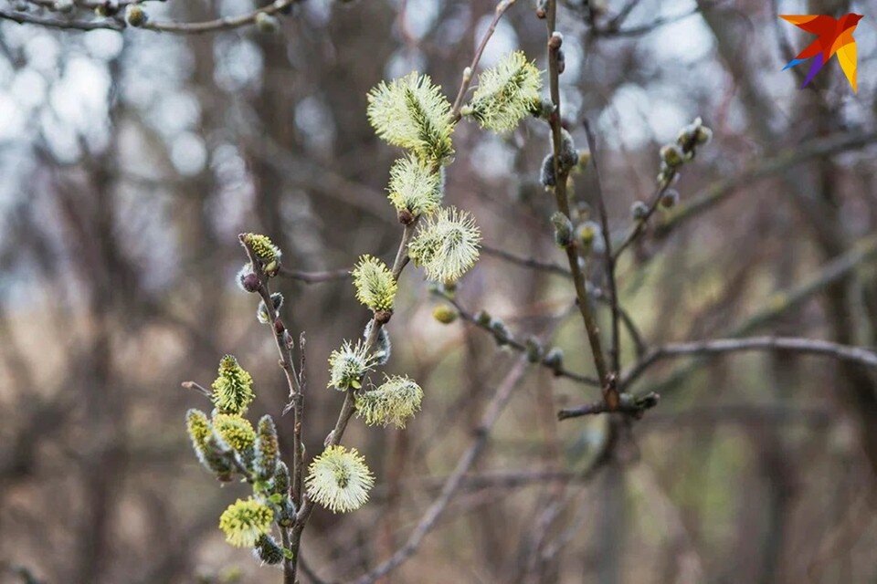     В Беларуси православные верующие отмечают Лазареву субботу 8 апреля. Юлия Хвощ