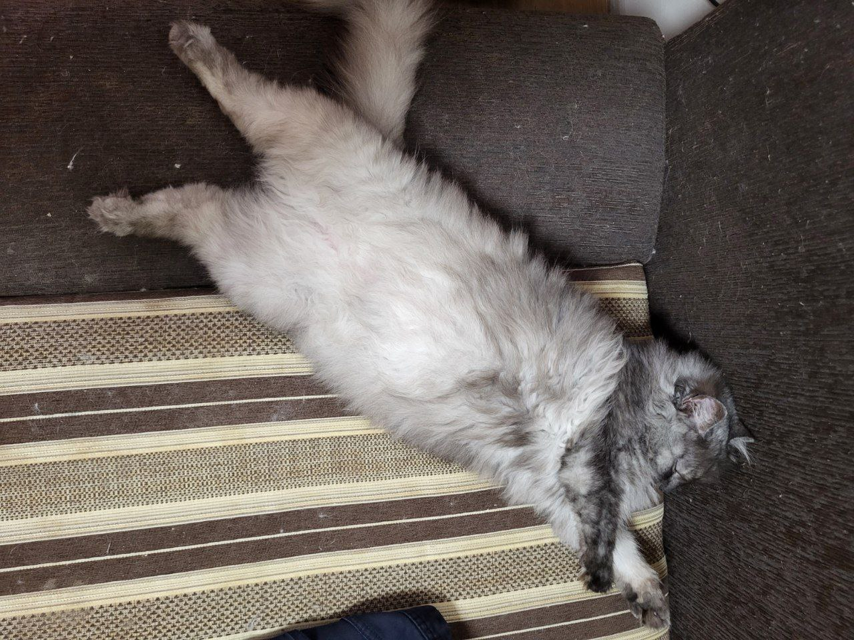 голодающая Буся