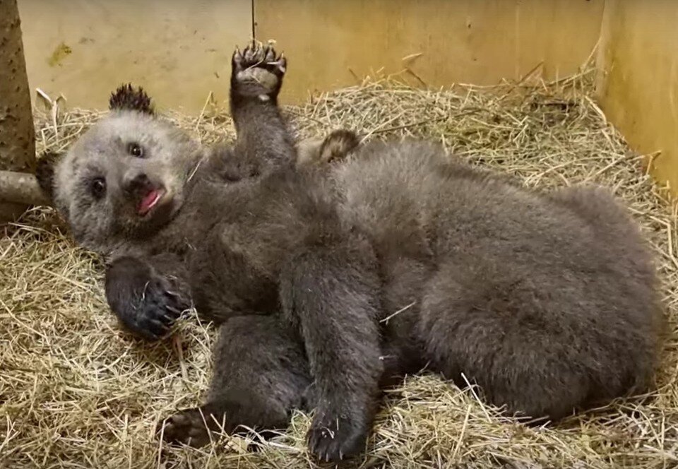     скрин видео