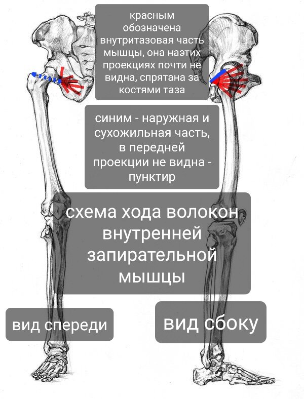 Наружная запирательная мышца бедра