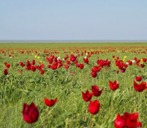 Калмыкия тюльпаны