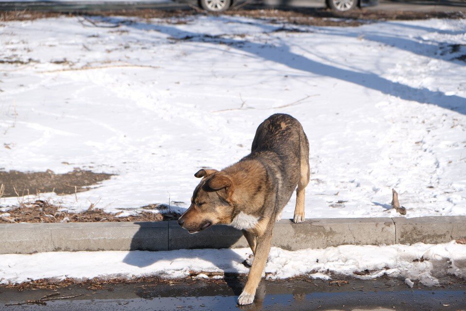    Сегодня от стаи осталась пара дворняг. Анастасия КУРЕНОВА