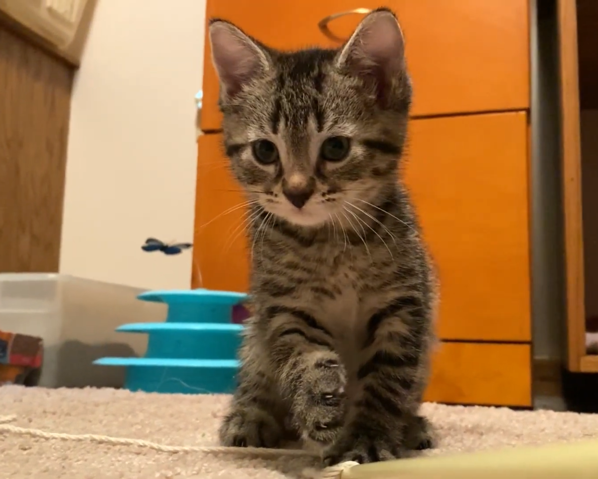 Это сын Мурки - Тимоша. Листай дальше ------>