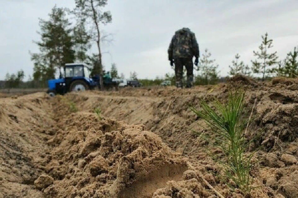     В регионе из-за боевых действий пострадали 10 процентов лесов. Фото: ЛИЦ