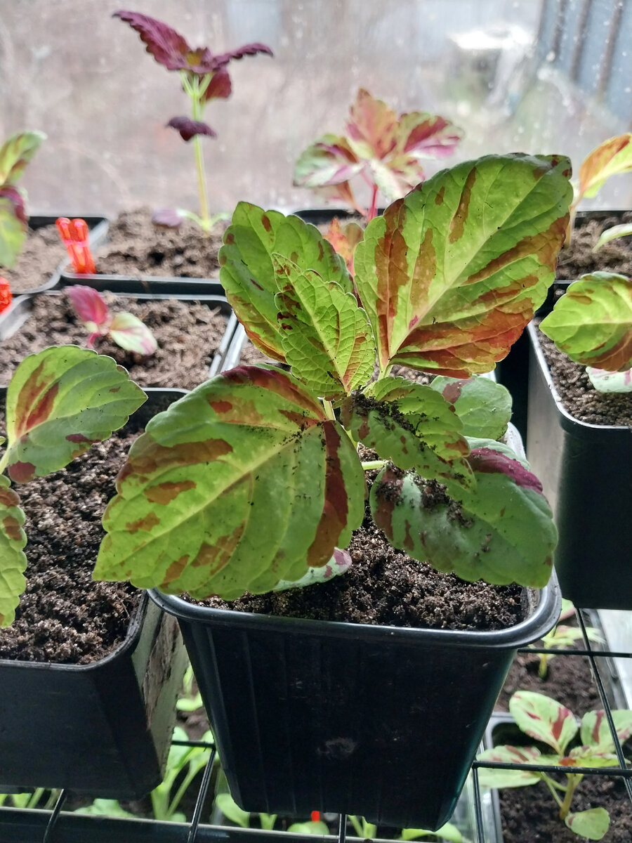 Мои колеусы