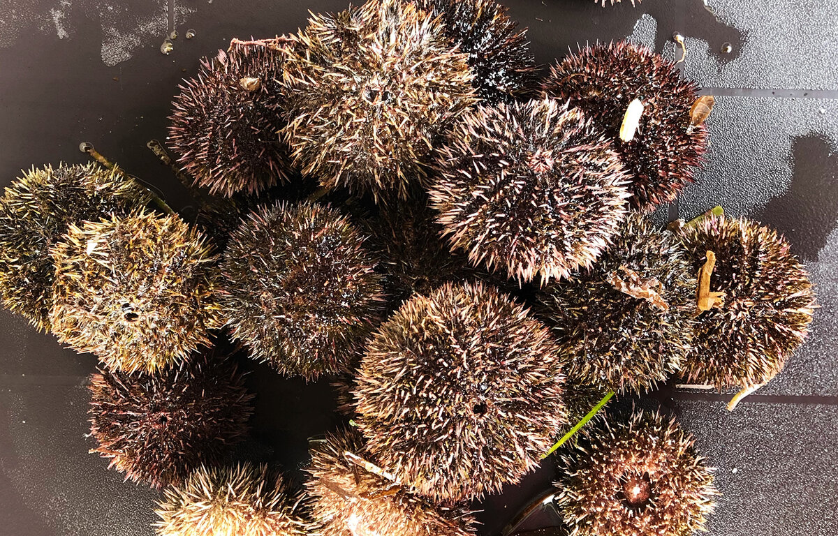 Серый морской ёж, Strongylocentrotus intermedius