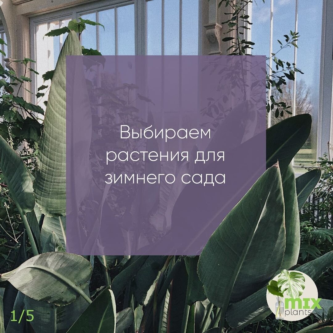 Растения для зимнего сада: как выбрать и что сажать