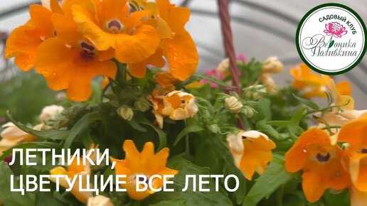 ЛЕТНИКИ ДЛЯ КАШПО, КОТОРЫЕ ЦВЕТУТ ВСЕ ЛЕТО