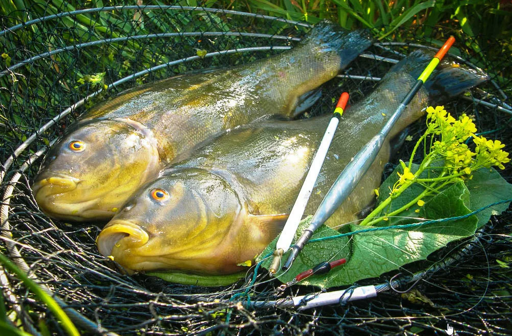 Особенности рыбалки на линя | Баркас | Охота и Рыбалка | Дзен