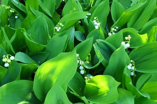     Красота, да и только: 10 цветов-сорняков, которые быстро разрастаются