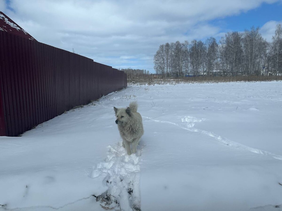 Дворовый пёсель на снежных просторах