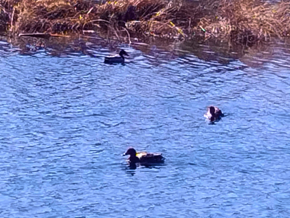 Фото на телефон приближения в 6 Крат  + доработка поограммой ! 16 апр 23г