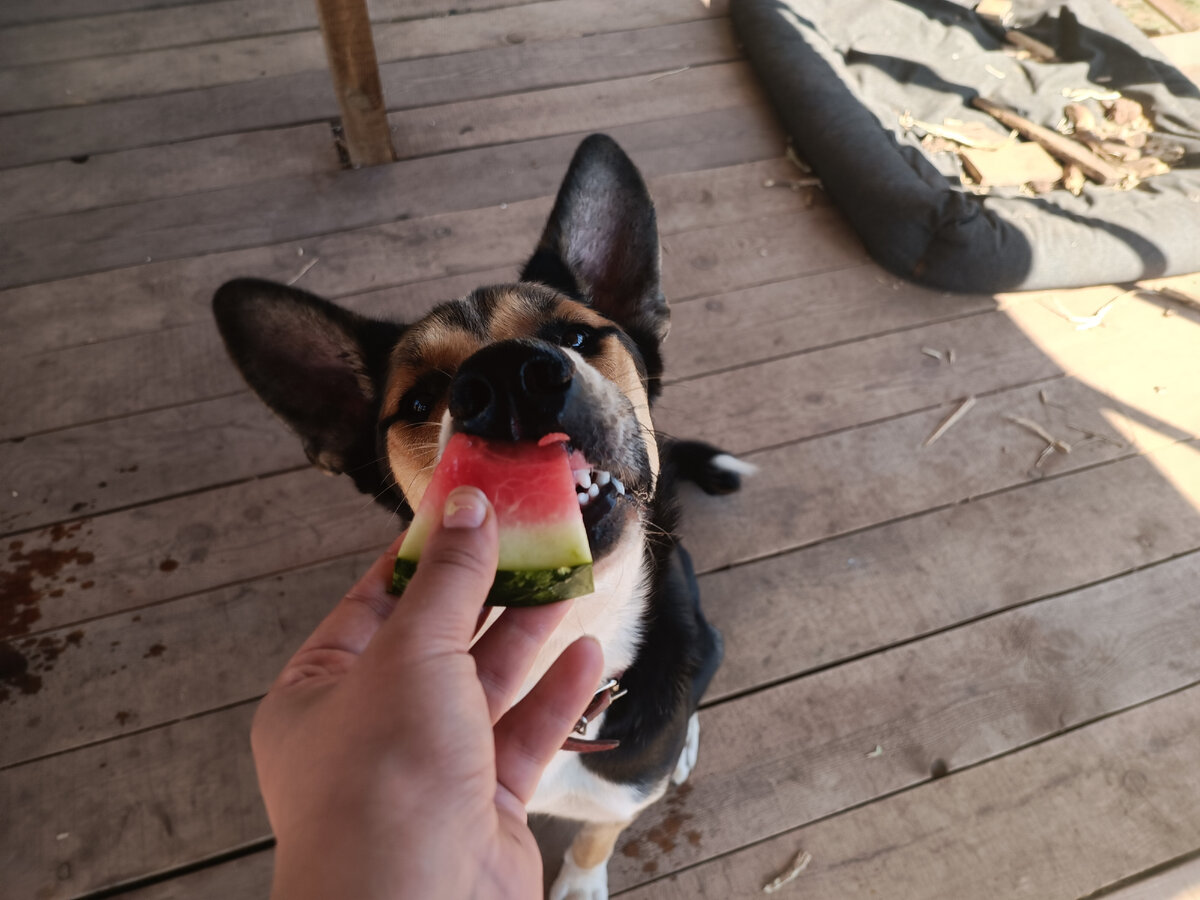 С этой дамой посещать ветеринара весьма сложно, ведь у неё весь мир состоит из эмоций. Однако, мы всё равно систематически ездим ко врачу. К счастью, специалист систематически хвалит ее за прекрасное здоровье, аргументируя это идеальными анализами.