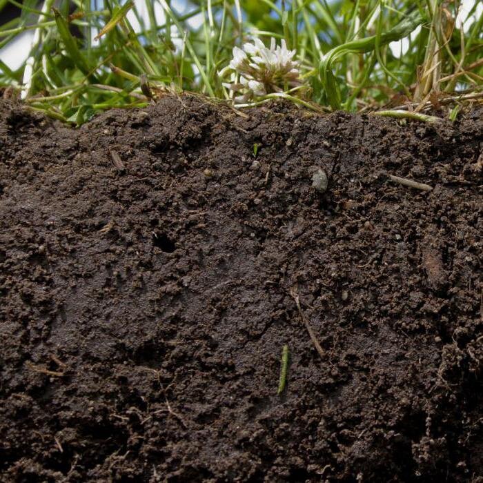 Фото взято из интернета