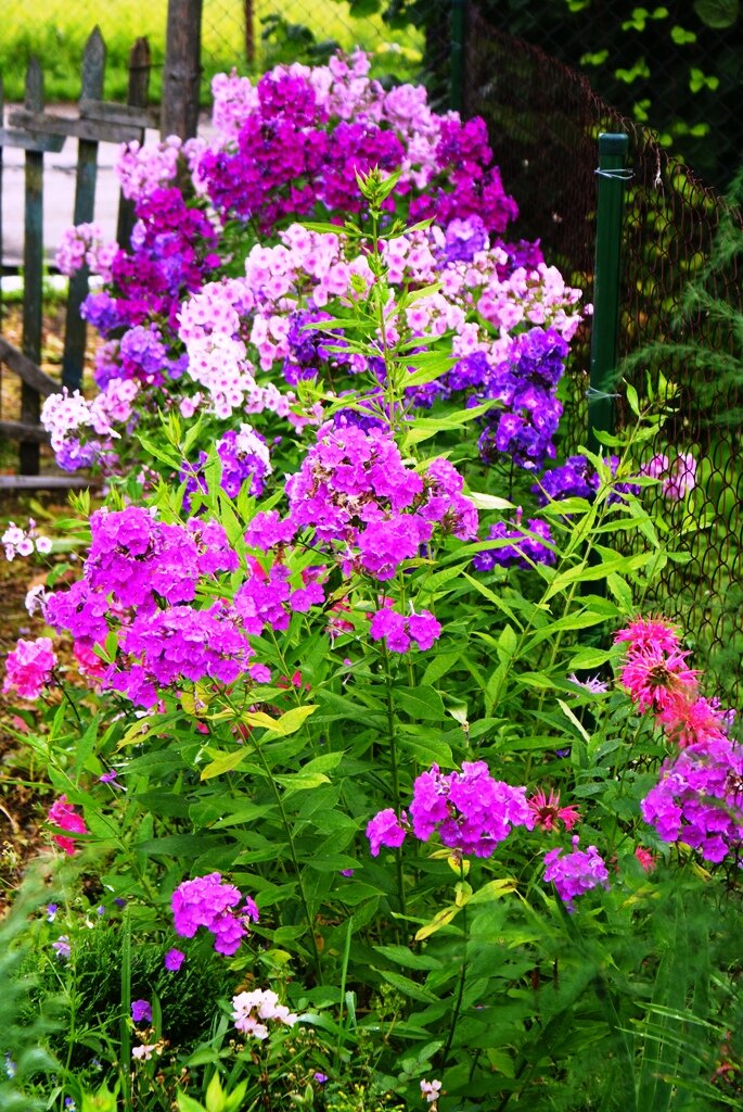 Флоксы в саду