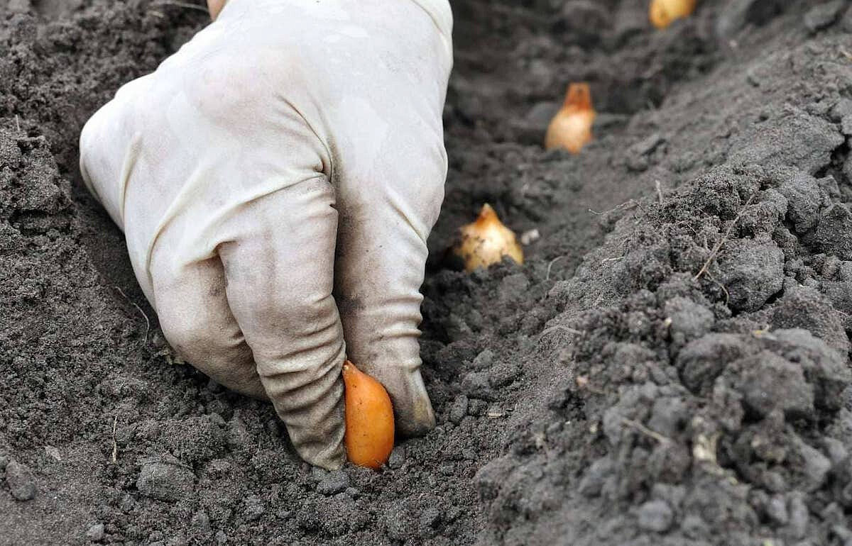 При какой температуре земли сажать лук. Когда что сажать. Севок под зиму посадка.