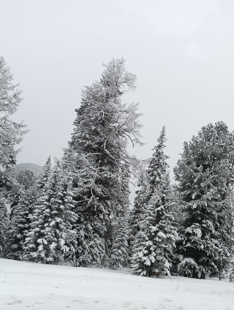 Семинский перевал .