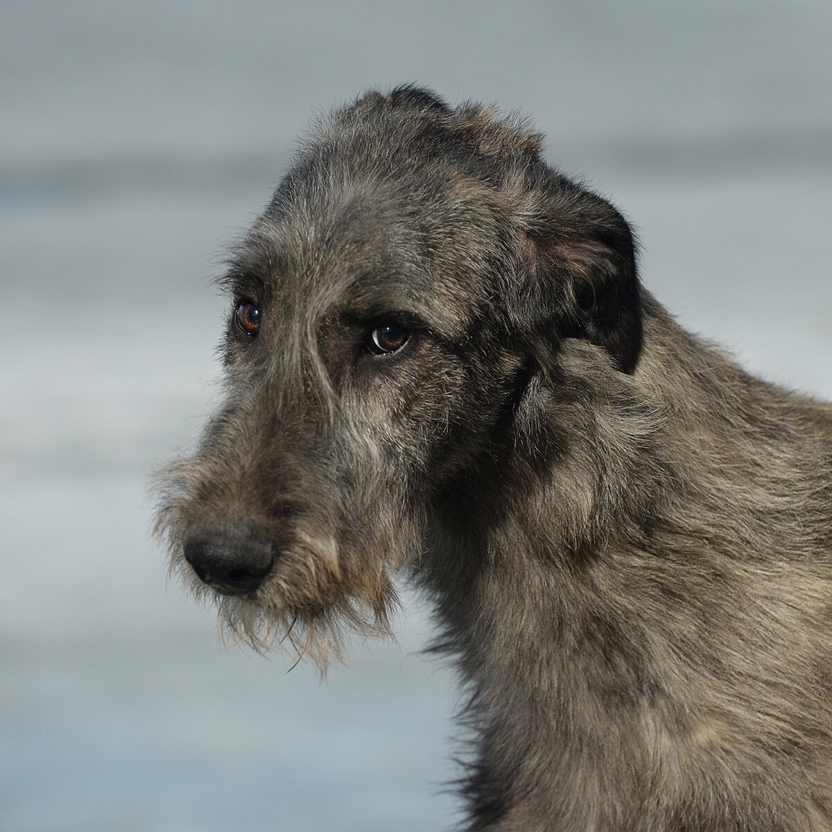 Фото предоставлено питомником ирландских волкодавовDon Du Rua / Дон Дю Руа , Екатеринбург, вл. Е.Серова https://vk.com/elenaserova66