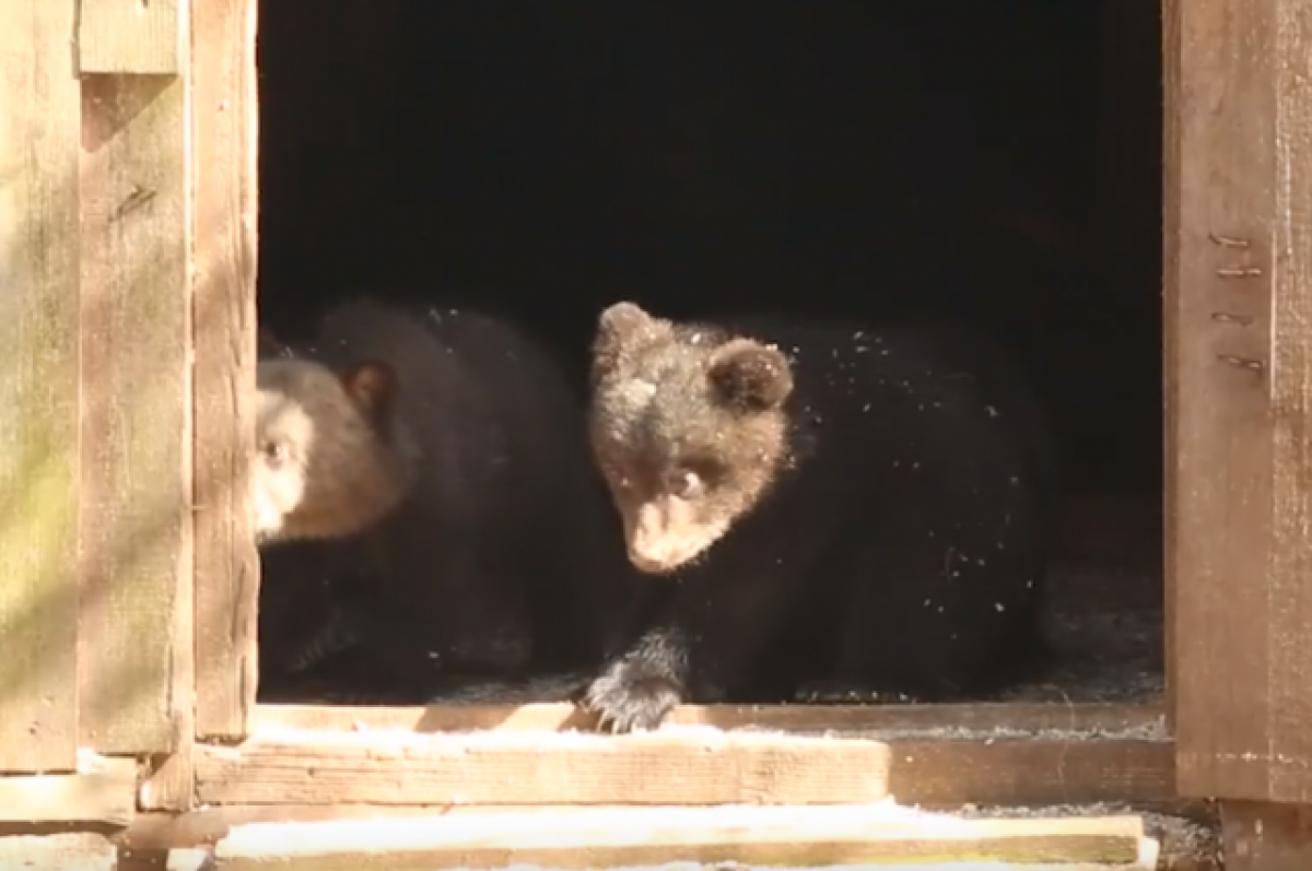    В Тверской области медвежата переехали в свои лесные владения