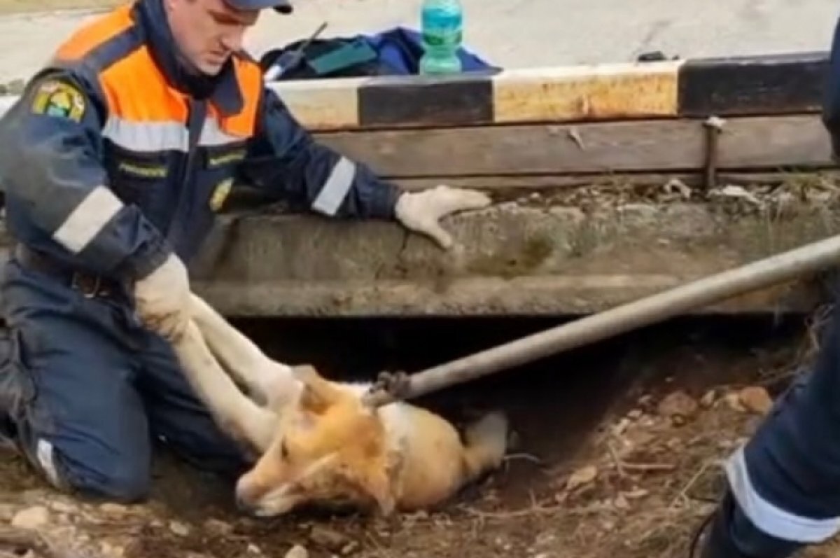    Спасатели в ЕАО вытащили собаку, зажатую бетонными плитами