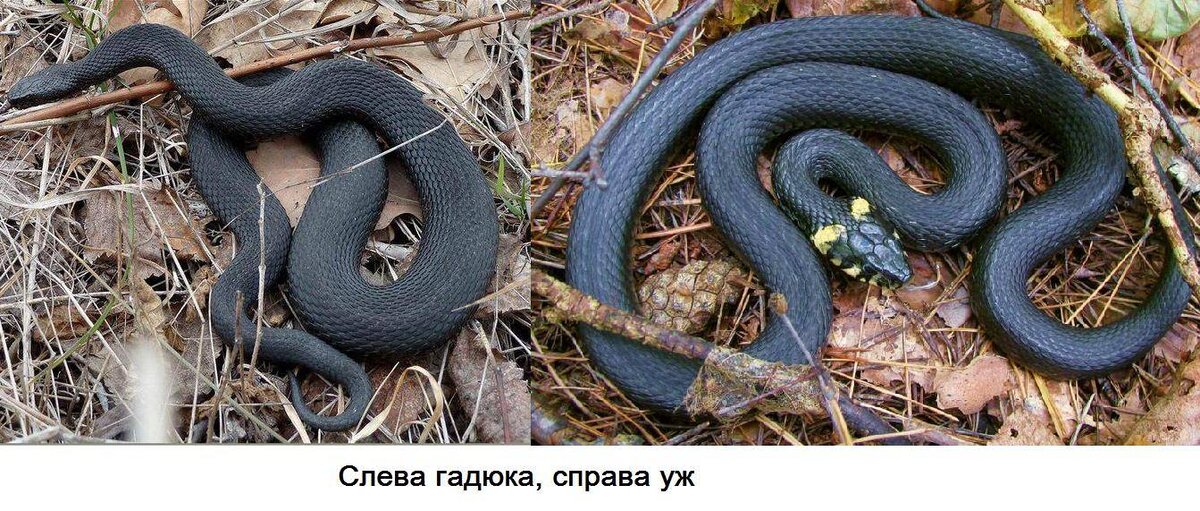 Как выглядит уж змея фото в россии Ядовитые гадюки проснулись и атаковали Магнитогорск Русский компас Дзен