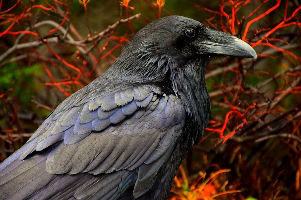 Ворон 
Источник:https://snegir.org/post/voron-smaya-mnogogrannaya-i-p..