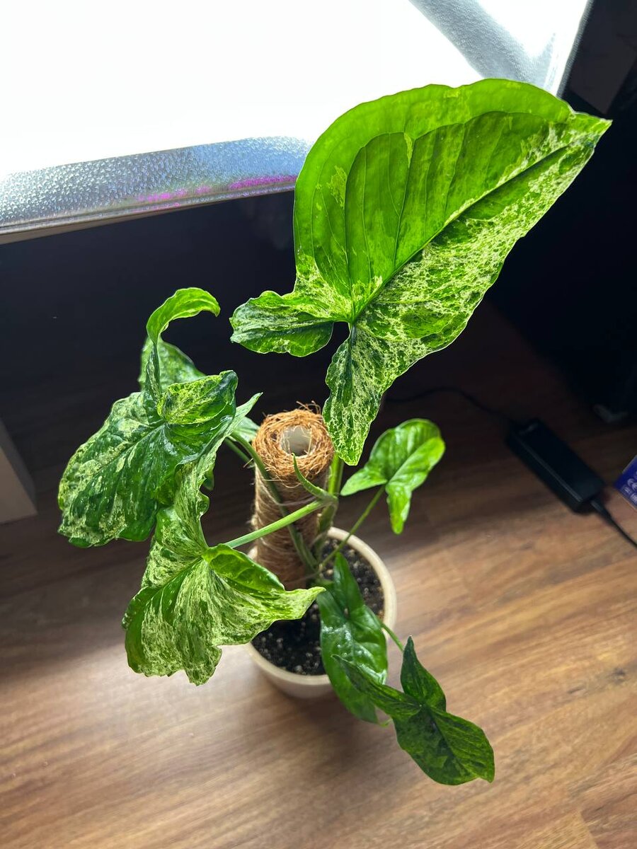 Сингониум Mottled Arrowhead