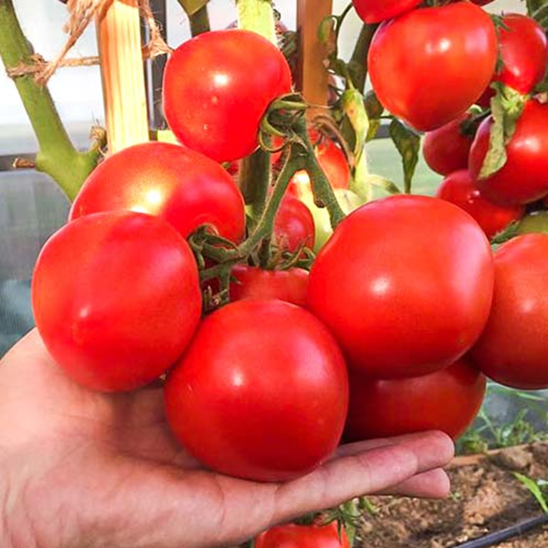 томат антюфей. томат эволюция партнер. антюфей томат описание. высота томата антюфей. томат антюфей f1.