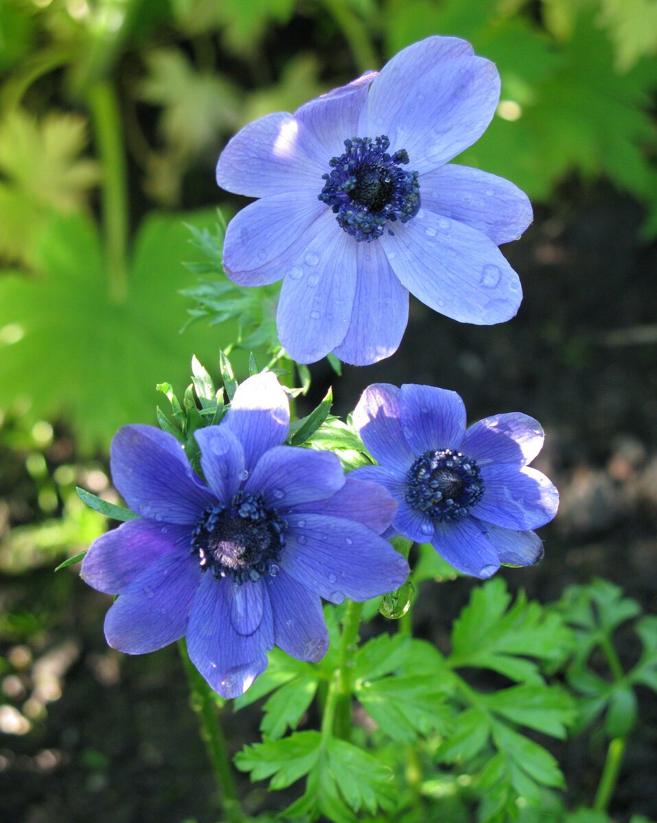 Май. Цветут анемоны. Фото Наталии ТРОФИМОВОЙ.