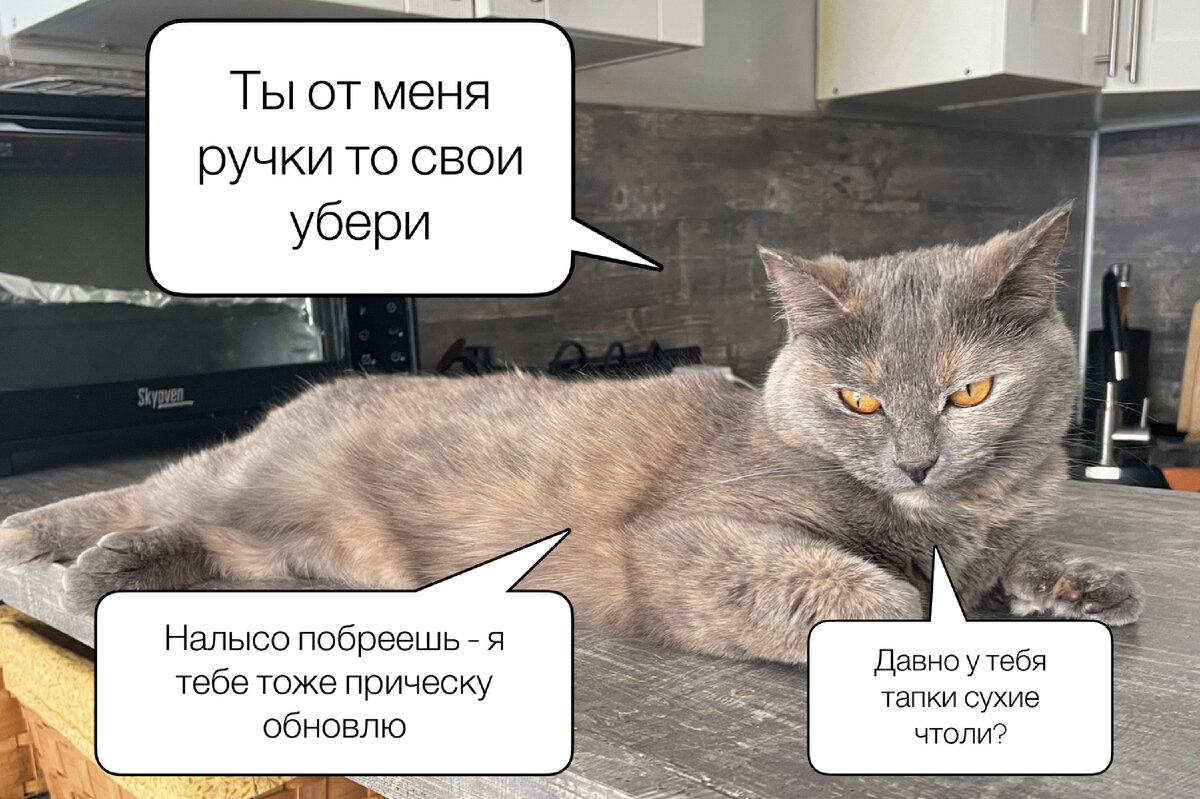 Линька кота - это ежегодный процесс, когда коты теряют старую шерсть, чтобы сделать место для новой. А еще это огромный стресс для хозяев.-2