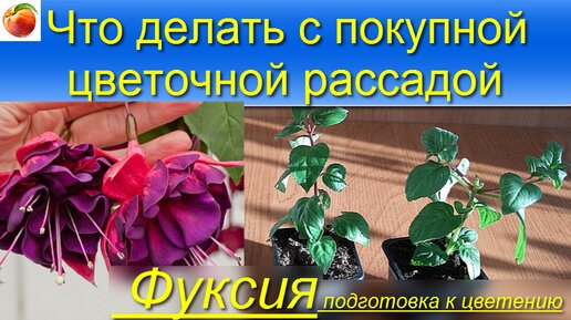 Фуксия! Что сразу сделать с покупной рассадой цветов Укореняем, ухаживаем, Формируем, секреты черенкования, отл. результат!