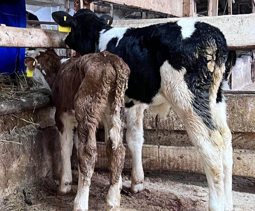 Беркут значительно крупнее телят-сверстников.