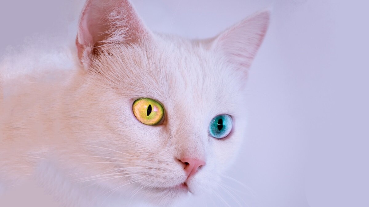 Фото: фотограф Dids_pexels