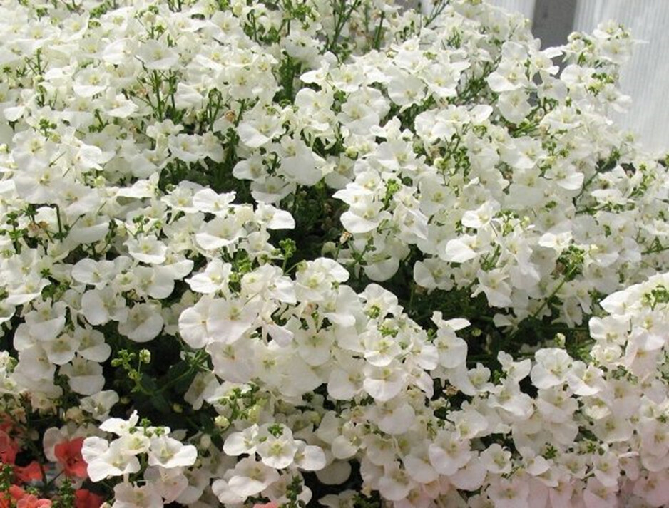 Диасция Diascia Darla Rose