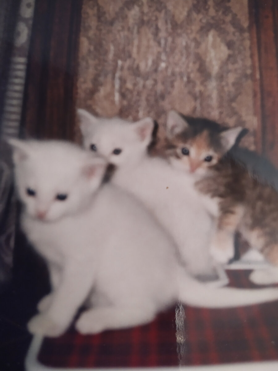 Фото из семейного альбома,потомство Люси.