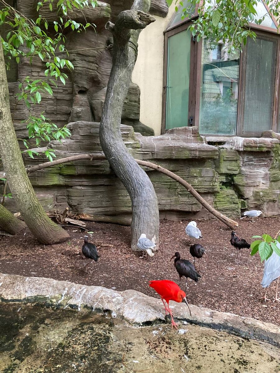 Стендаль. "Красное и чёрное "