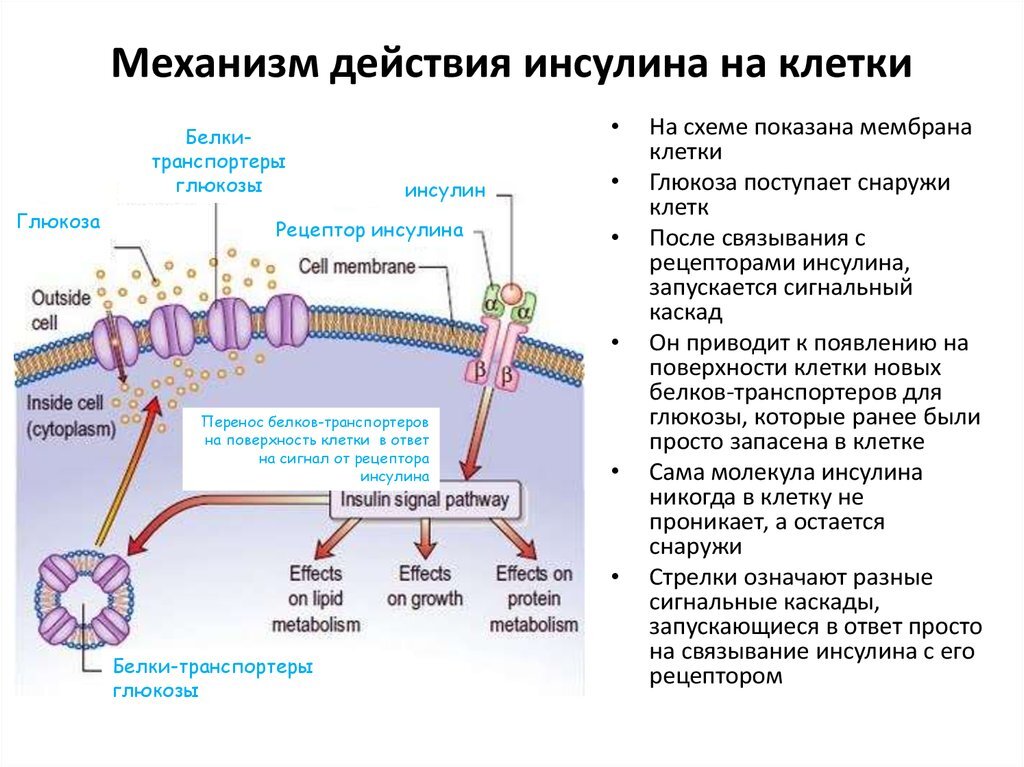 Статья в рамках практической работы моего обучения. Фитнес тренер это не только про качалочку.-2