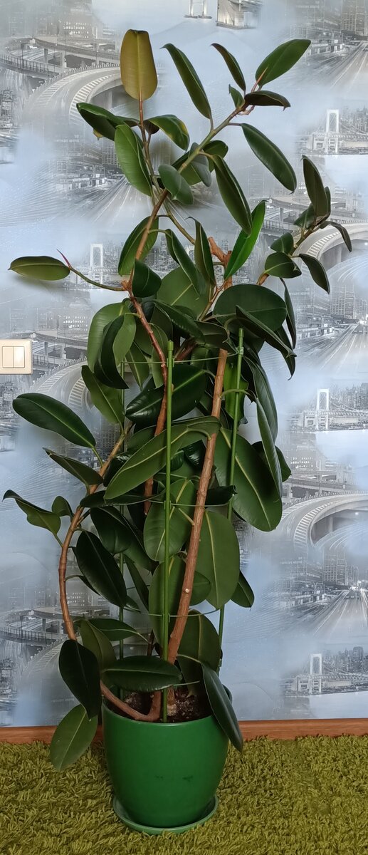 Фото автора. Горыныч