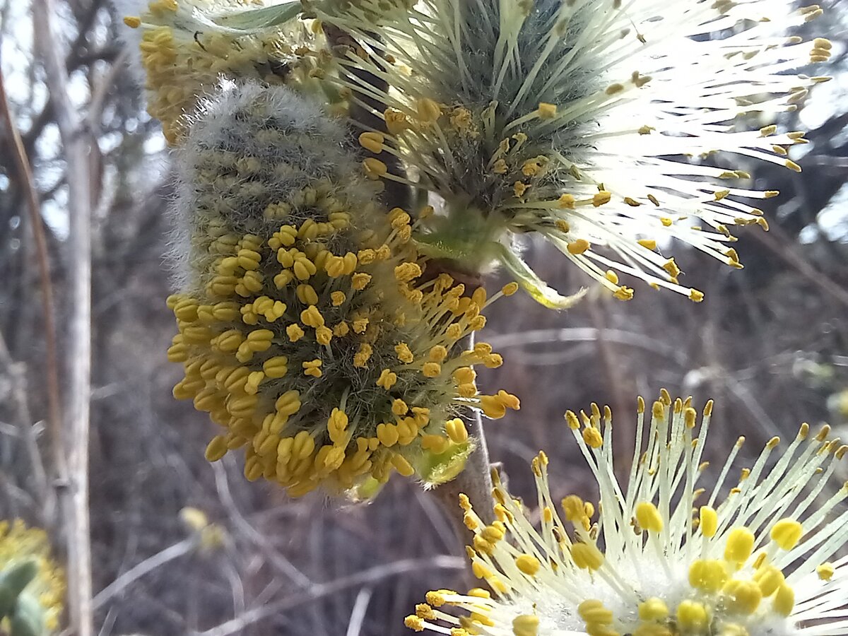 Тычиночные цветы ивы