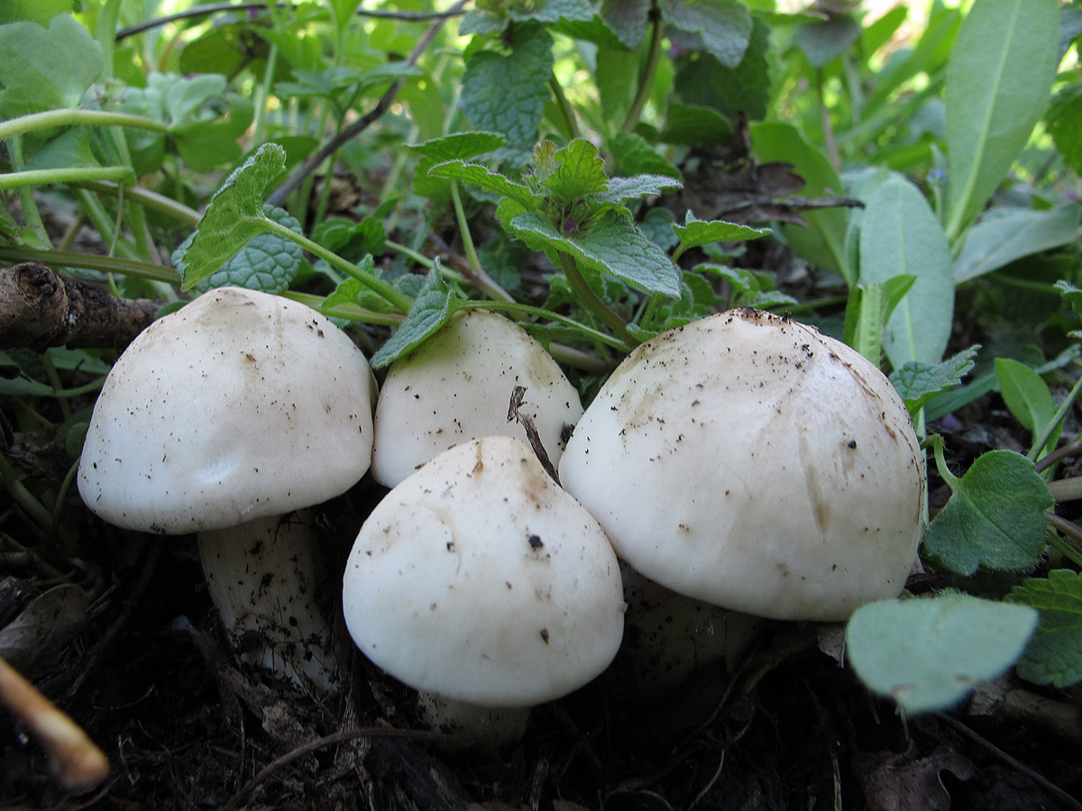 Рядовка майская где. Майский гриб Calocybe gambosa. Рядовка Майская Calocybe gambosa. Грибы майские рядовки. Майский гриб рядовка Майская.