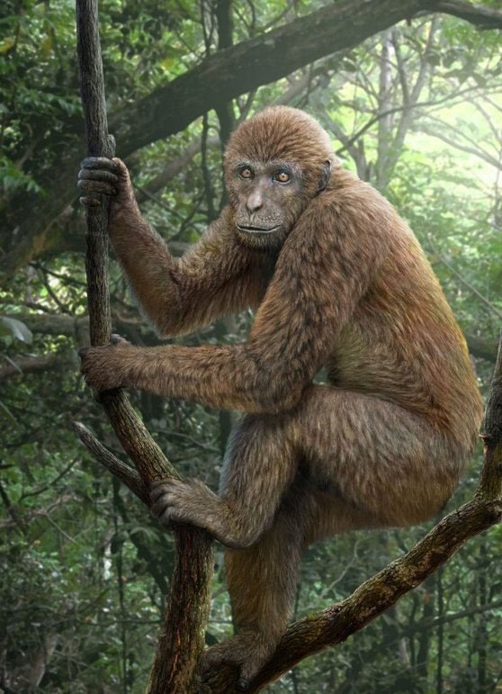 Они приматы. Проконсул и дриопитек. Дриопитеки человекообразные обезьяны. Проконсул Африканский кениапитек. Проконсул Антропогенез.