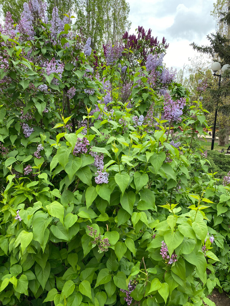 02.05. 23 Сады, дворы, скверы благоухают весною. Пока только +9 по Цельсию.  Сирень универсальна, к любой погоде приспосабливается.