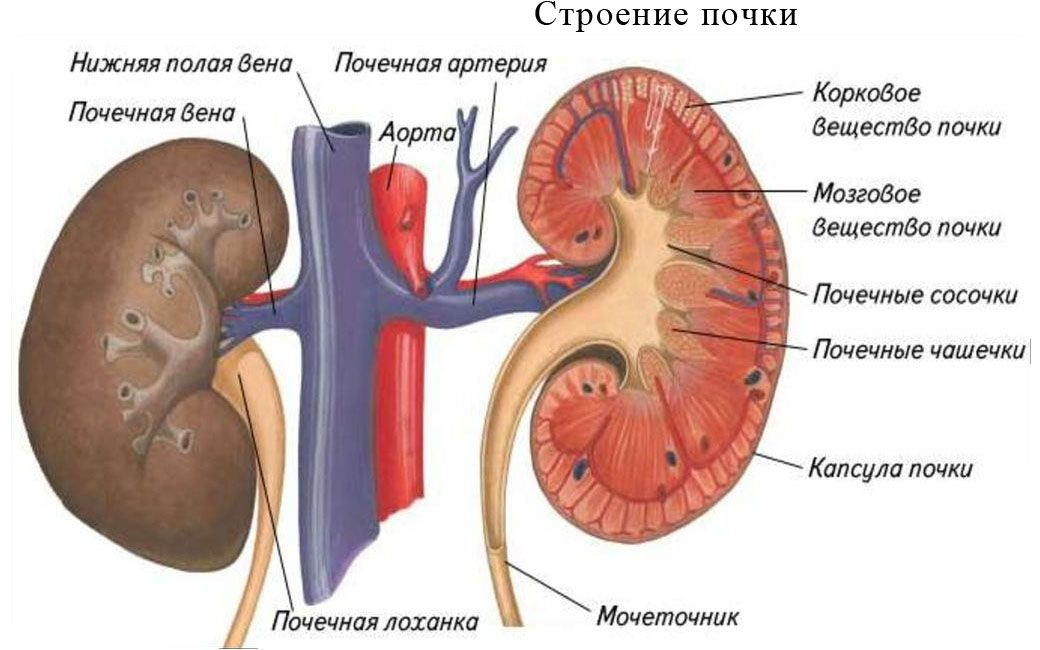 Почки часть какой системы. Схема строения почки человека. Строение почки человека анатомия. Почка с обозначениями. Строение почки рисунок.