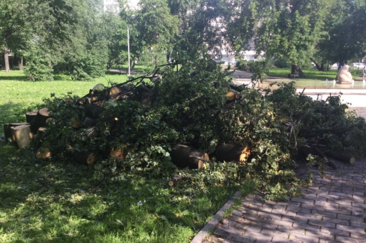    В Перми из-за сильного ветра повалило деревья и остановку