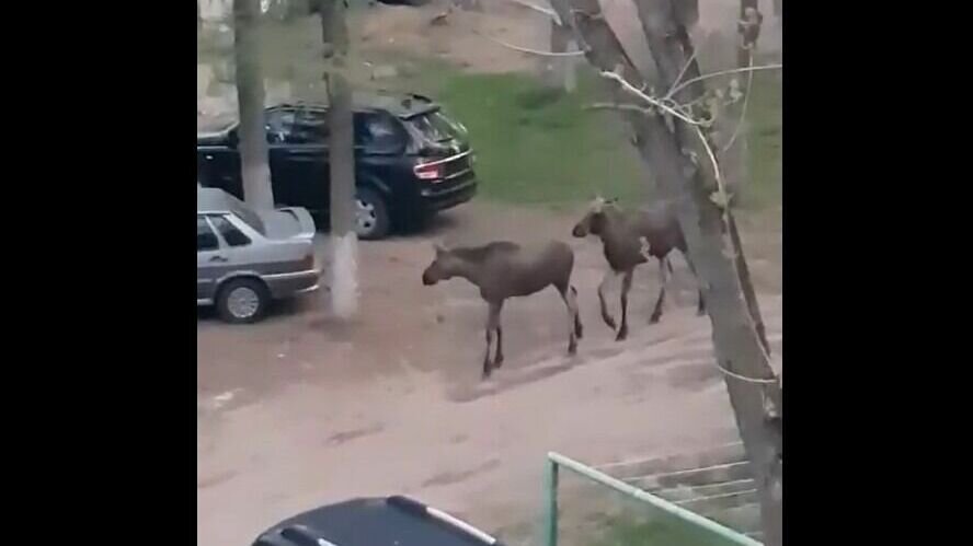     Жители одного из домов в Ленинском районе Ижевска увидели, как прямо во дворе у них гуляют лоси, видео прогулки лосят появилось в социальных сетях.