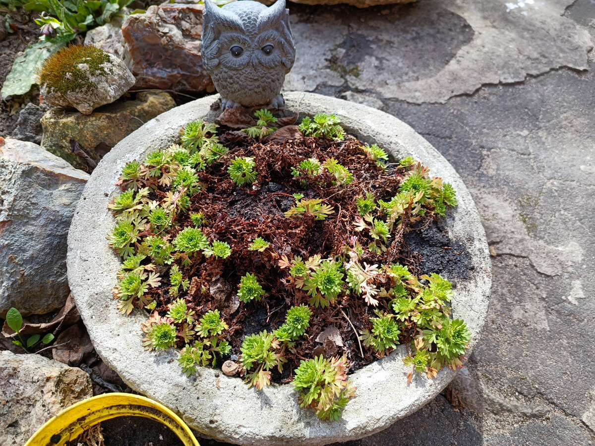 Камнеломка Арендса нормально зимует в кашпо под открытым небом