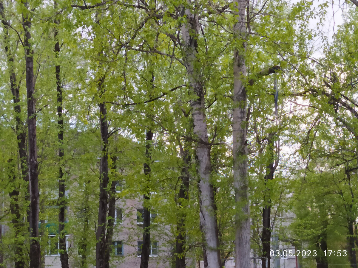Природа | Берёзы | фото автора 